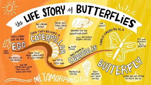 Infographic the metamorphosis of butterflies