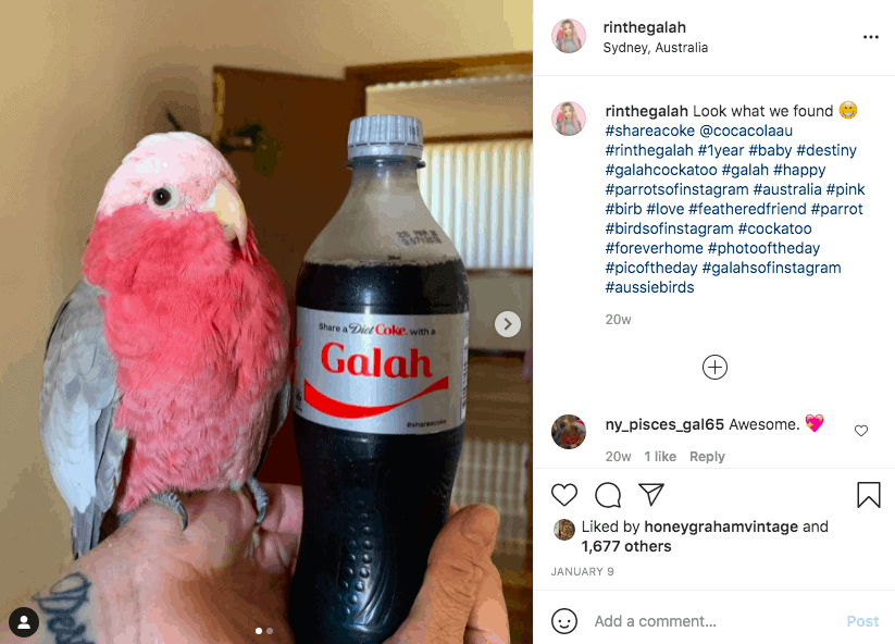 Small Australian Galah bird being held next to a coke bottle reading Galah