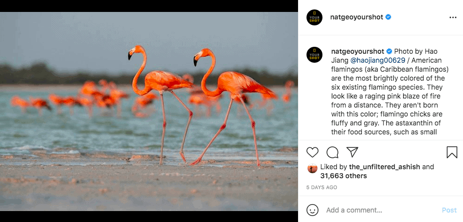 Flamingos running across the sand in front of a body of water